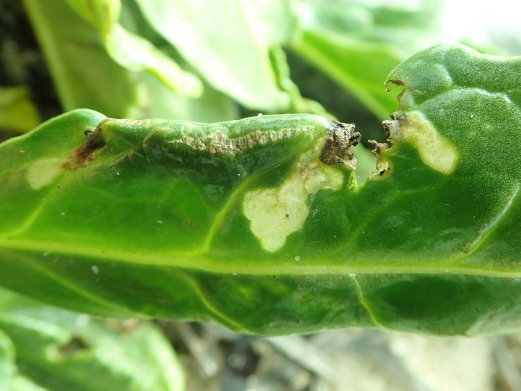 leaves may be rolled