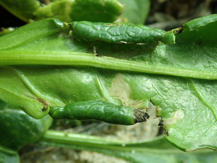 leaves may be rolled