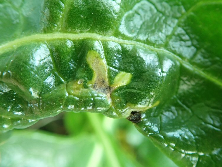rolled leaf