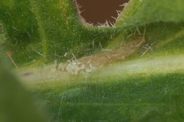 larva entering mine