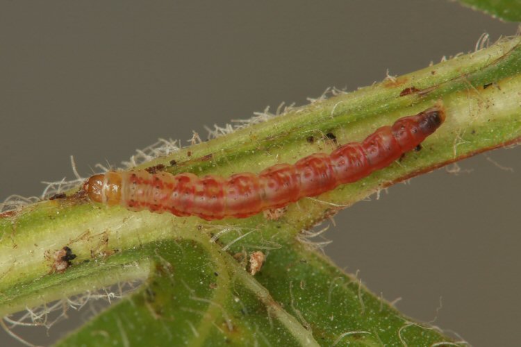 larva