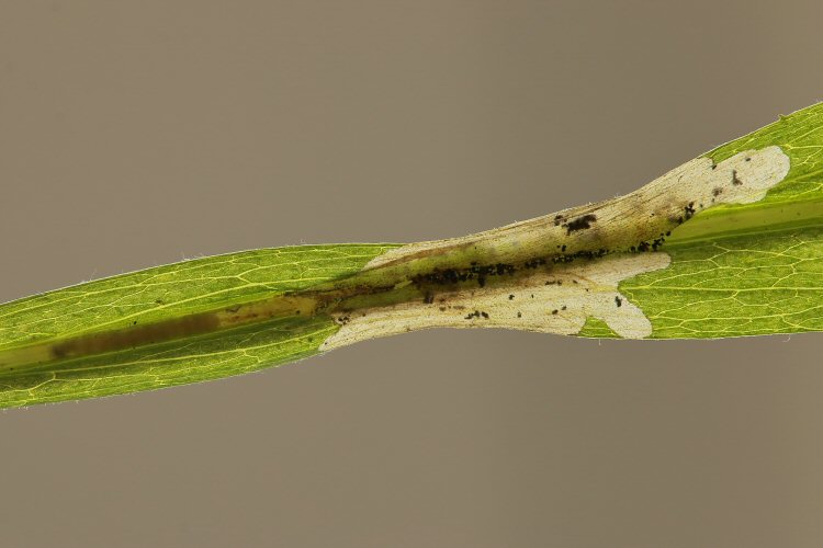 larva in mine