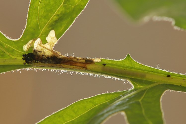 larva in mine