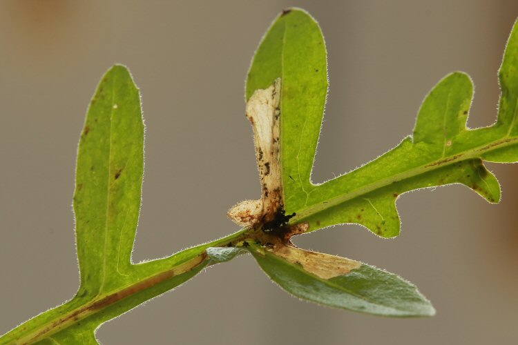 larva in mine