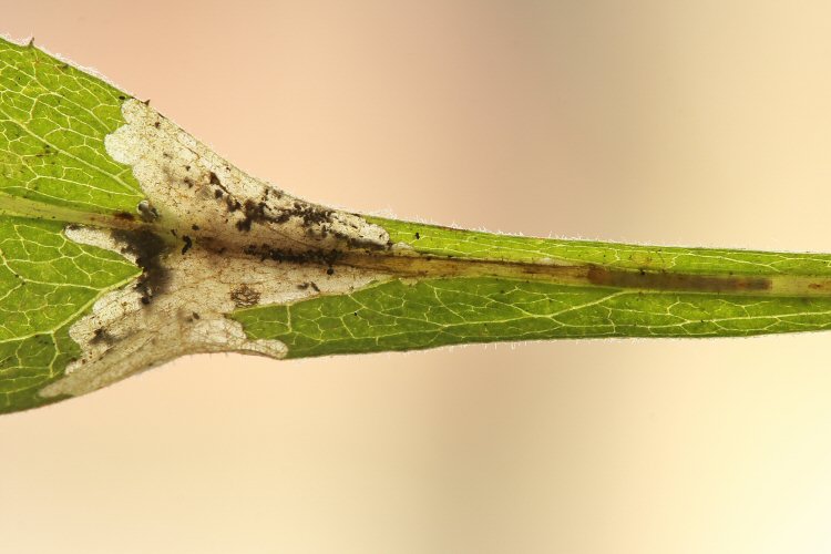 larva in mine