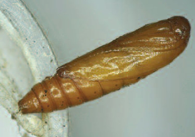 pupa lateral