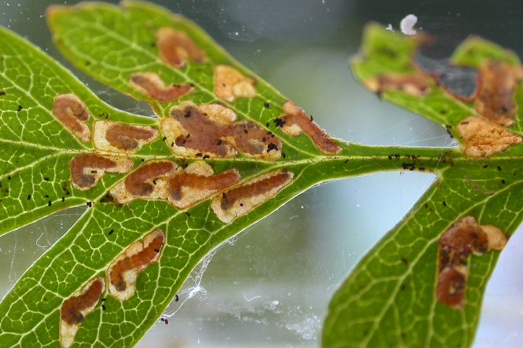 many mines can form in a leaf