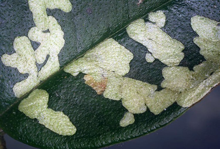 coleophorid feeding signs