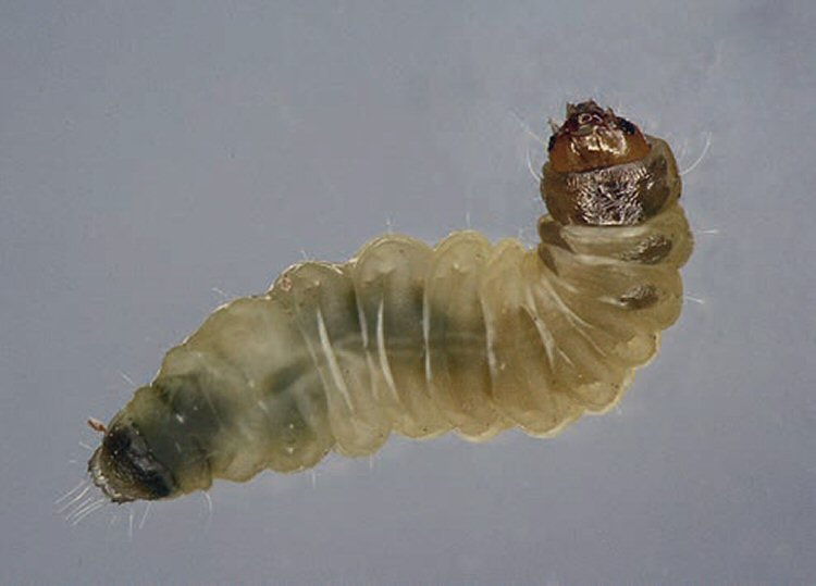 larva dorsal view
