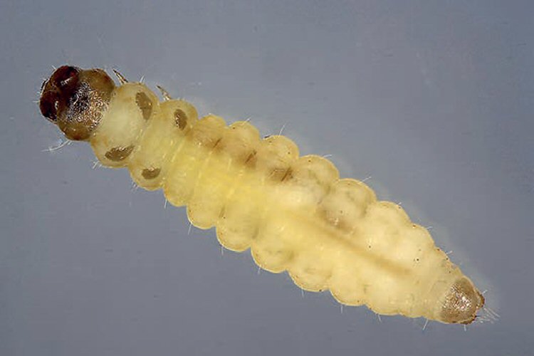 larva dorsal
