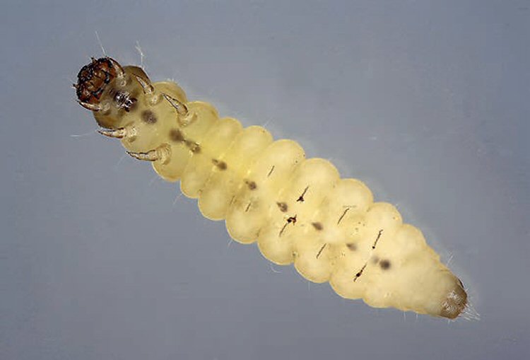 larva ventral