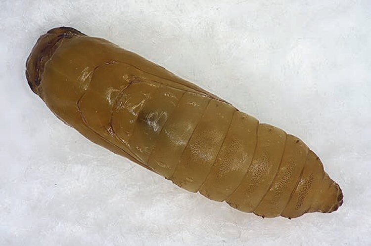 pupa dorsal