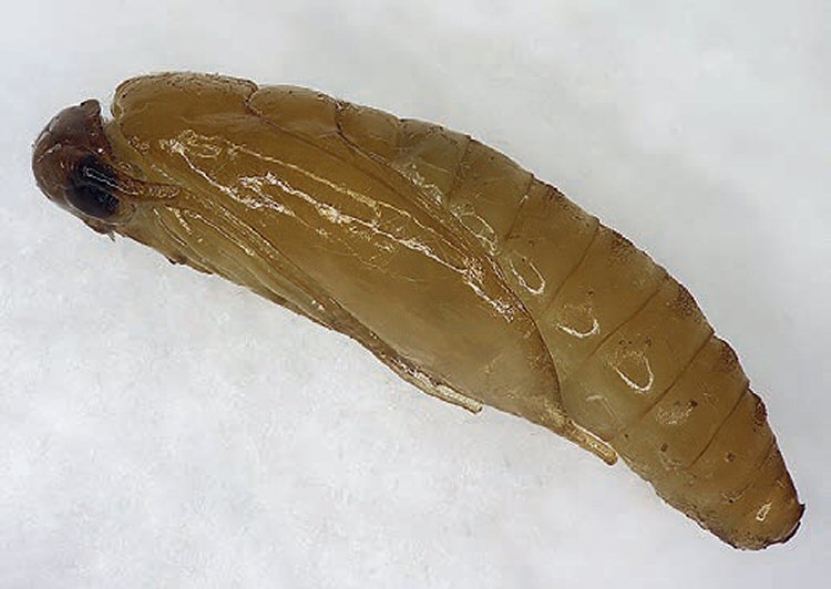 pupa lateral