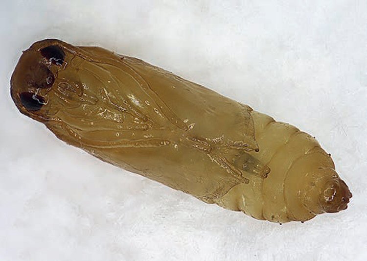pupa ventral