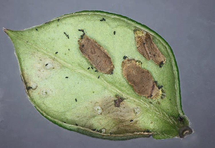 cases attached to the underside of the leaf.