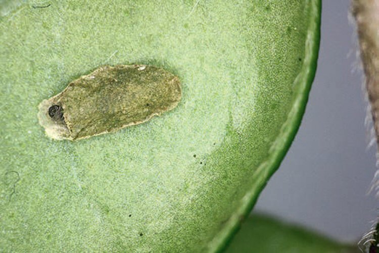 larva in case