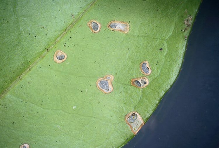 initial feeding signs