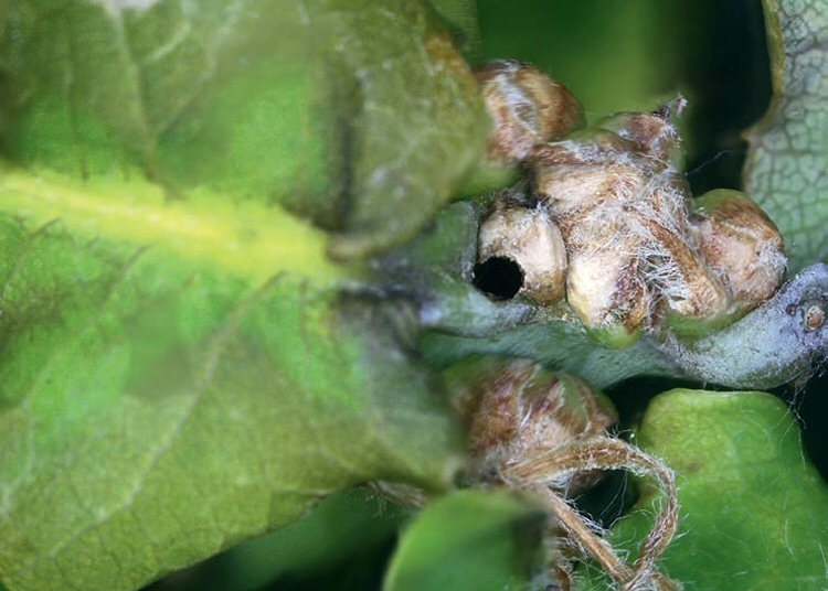 exit hole in a bud