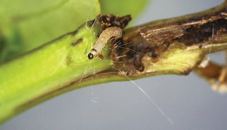 early instar larva