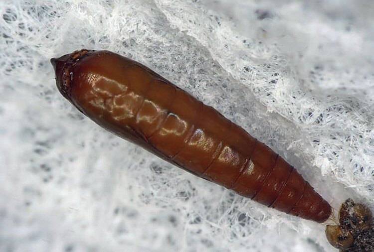 pupa dorsal