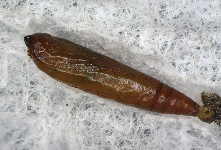 pupa ventral