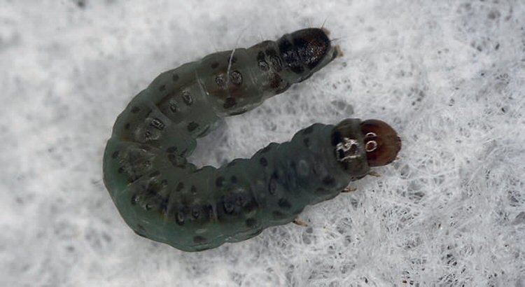 final instar larva
