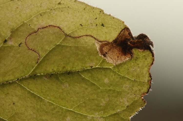 larva in mine