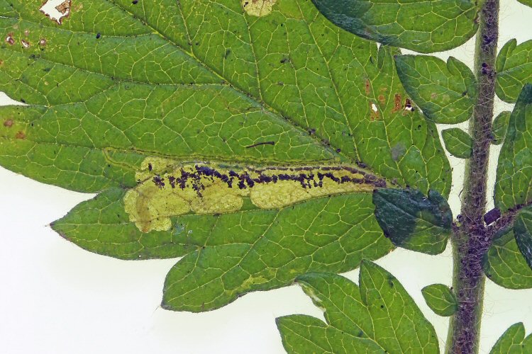 blotch is formed
