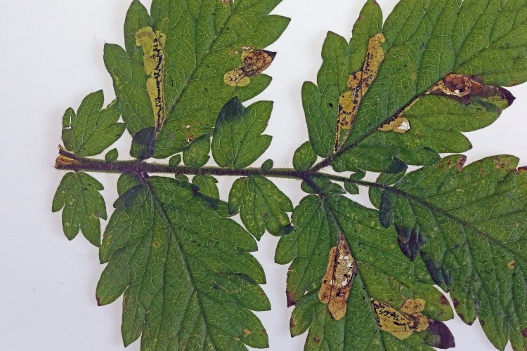 blotch mines are formed
