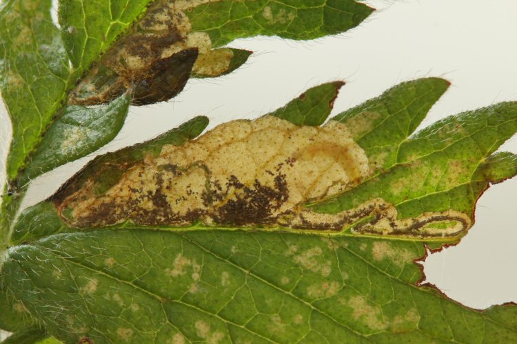 larva in mine