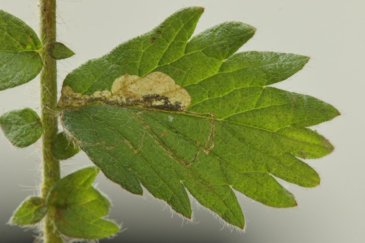 larva in mine
