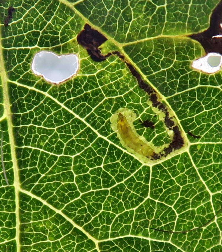 larva in mine