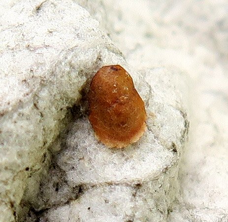 cocoon