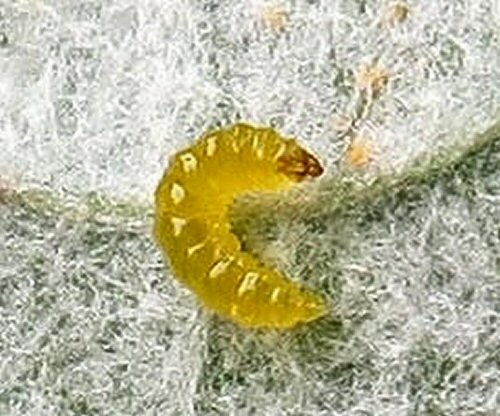 larva
