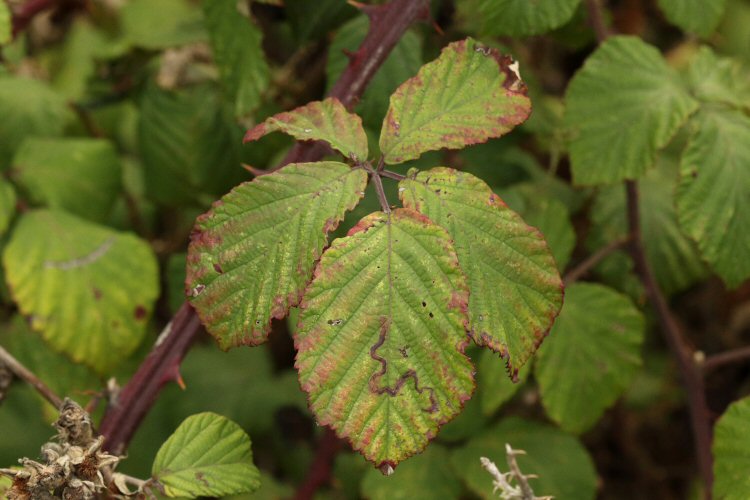a reddish mine