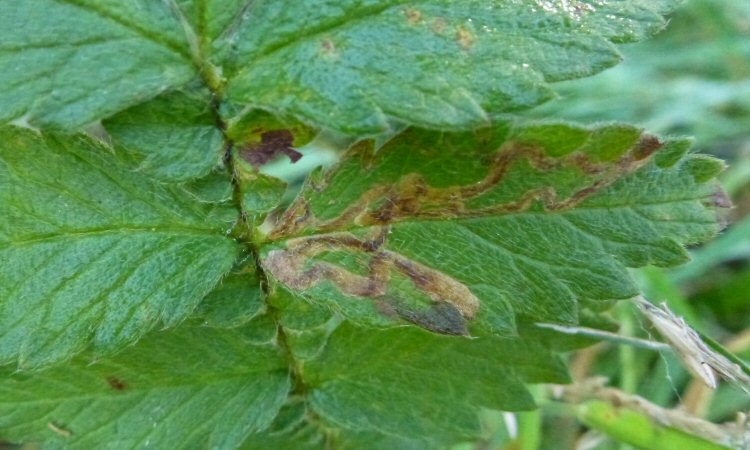 mines on Agrimony