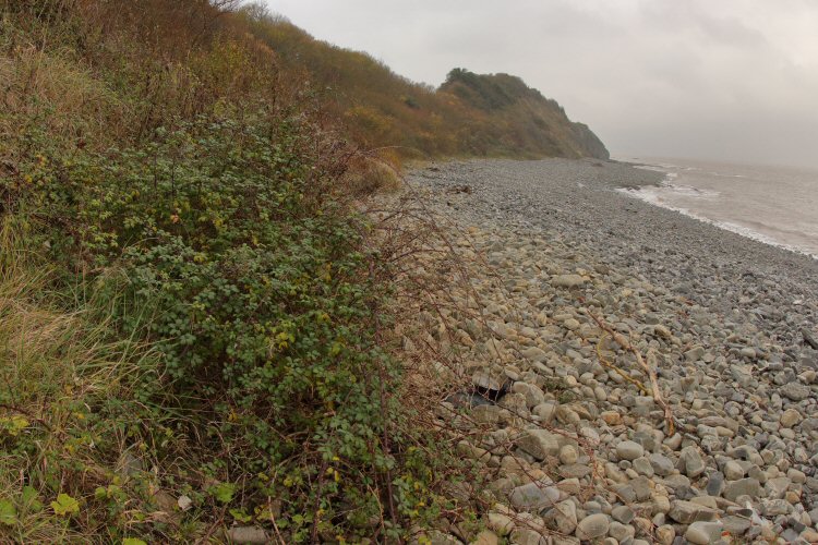 habitat