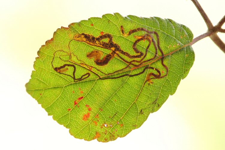 several mines in a leaf