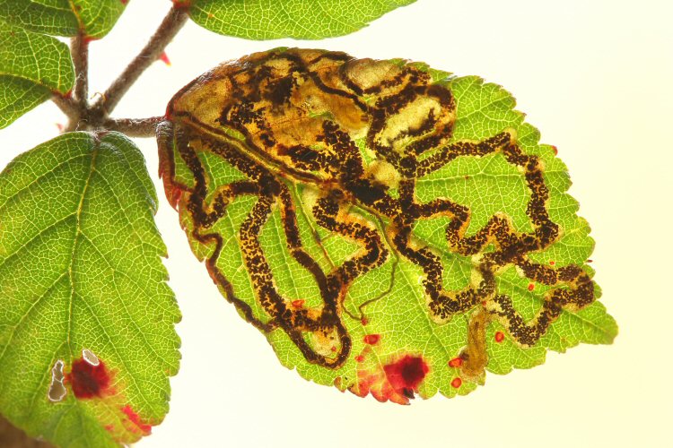 several mines in a leaf