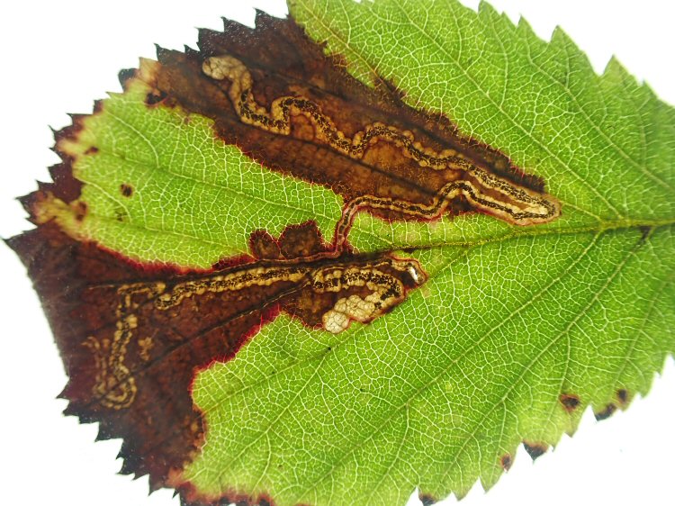 leaves stain purple