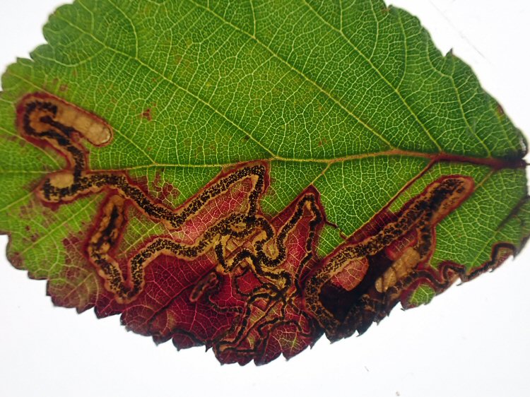 leaf stained purple around gallery