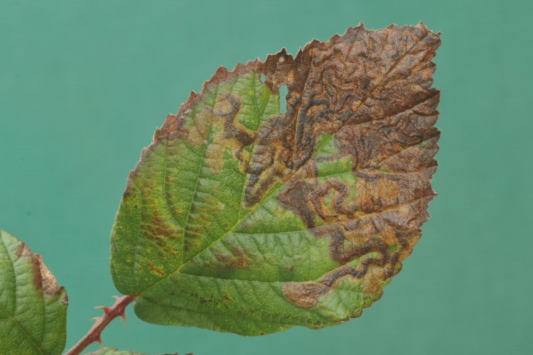 many mines in a leaf