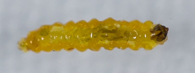 dorsal view of larva
