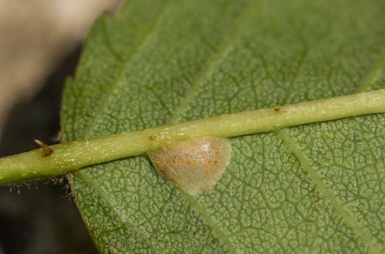 cocoon