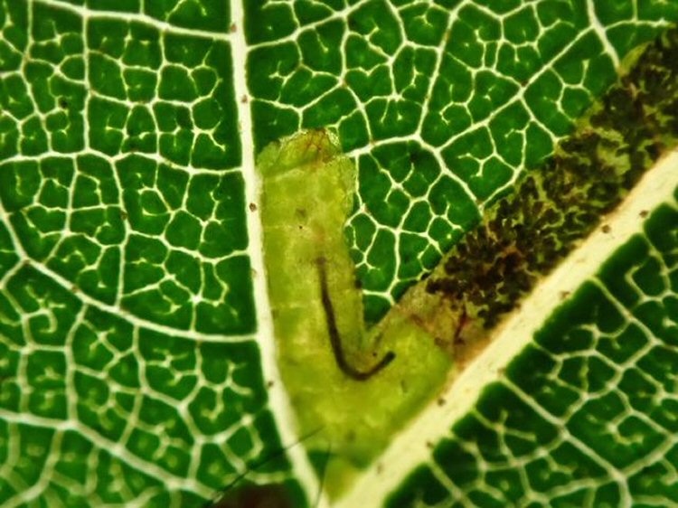 larva