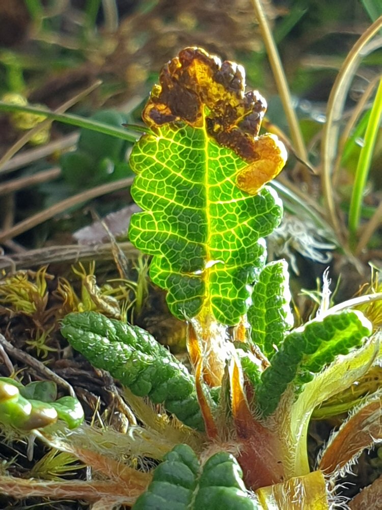 larva in mine