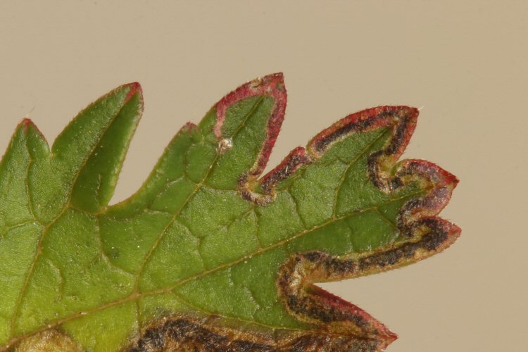 egg