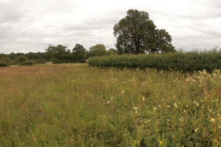 habitat