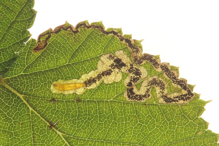 larva in mine