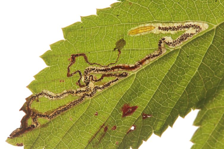 larva in mine